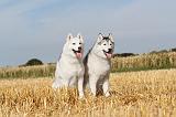 SIBERIAN HUSKY 043